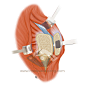 髋关节骨科手术入路绘图  - 客户：上海第六人民医院骨科 受众：医生、医学生、患者 医学插画师动画师杜鹏工作室宣传 #医学插画# #医学美图# #医学美术# #三维医学# #医学插图#
