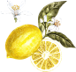 柠檬 (1)