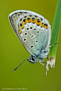 Lovely Butterfly by Marco Fischer  on 500px