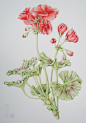 Vintage Geraniums