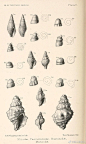 各种螺的壳参考，手绘、刺绣都适用-《地质系第三纪软体动物名录》 ​​​​