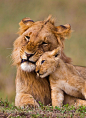 母子-狮子
