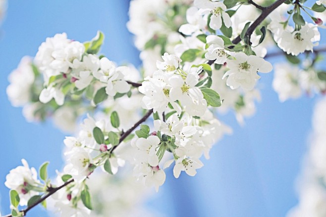 芳香四溢苹果树花绽放高清图片