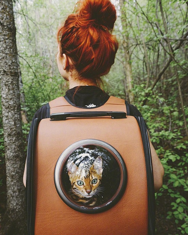 豹猫旅行摄影图片