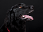 dog-hovawart-black-pet-84f9c3f3b9e5592b0638f7d0dbf2f9ad.jpg (2560×1920)