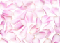 主题,背景,构图,图像,摄影_73164832_Pink flower's petals_创意图片_Getty Images China