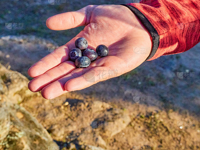 选择的重点。一个人的手拿着新鲜的蓝莓在地...