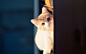 可爱的猫咪电脑桌面壁纸