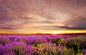 Albena Markova在 500px 上的照片Lavender at Sunset