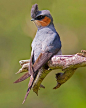 凤头树燕 Hemiprocne coronata 雨燕目 凤头雨燕科 凤头雨燕属 雄性
The Crested Treeswift (Hemiprocne coronata) is a kind of tree swift. The tree swifts are aerial near passerine birds, closely related to, but distinct from the true swifts. They are restricted to southeast Asia