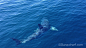 Great White Shark Fins off Laguna, Dana Coast | Dana Point Times : Dana Wharf crew spots great white shark 2-miles off Laguna Beach coast By Andrea Papagianis A high-pressure system left the water clear and calm, like the