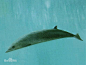 安氏中喙鲸 Mesoplodon bowdoini 哺乳纲 鲸目 喙鲸科 长喙鲸属
安氏中喙鲸图片_百度百科