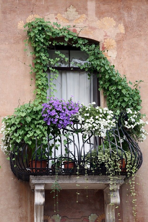  阳台花园，窗框和意大利。
