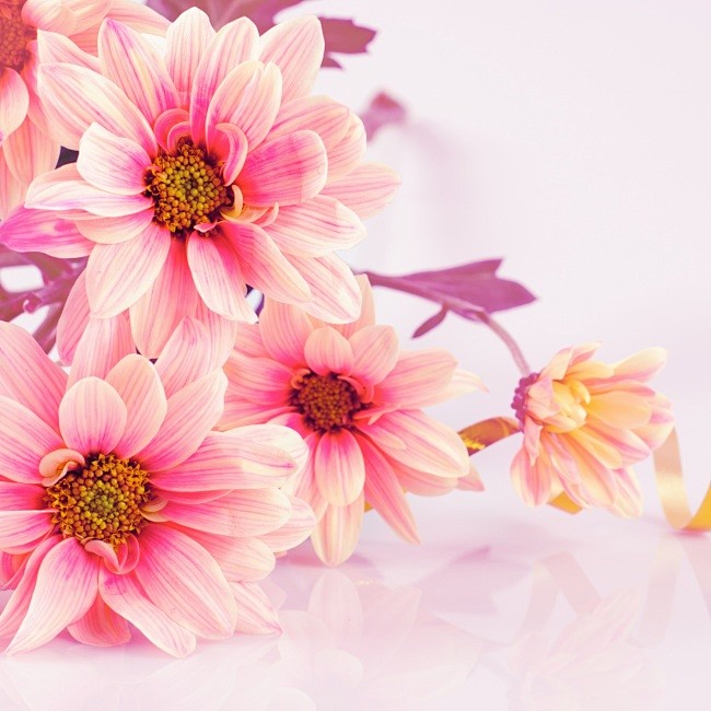 粉色可爱鲜花