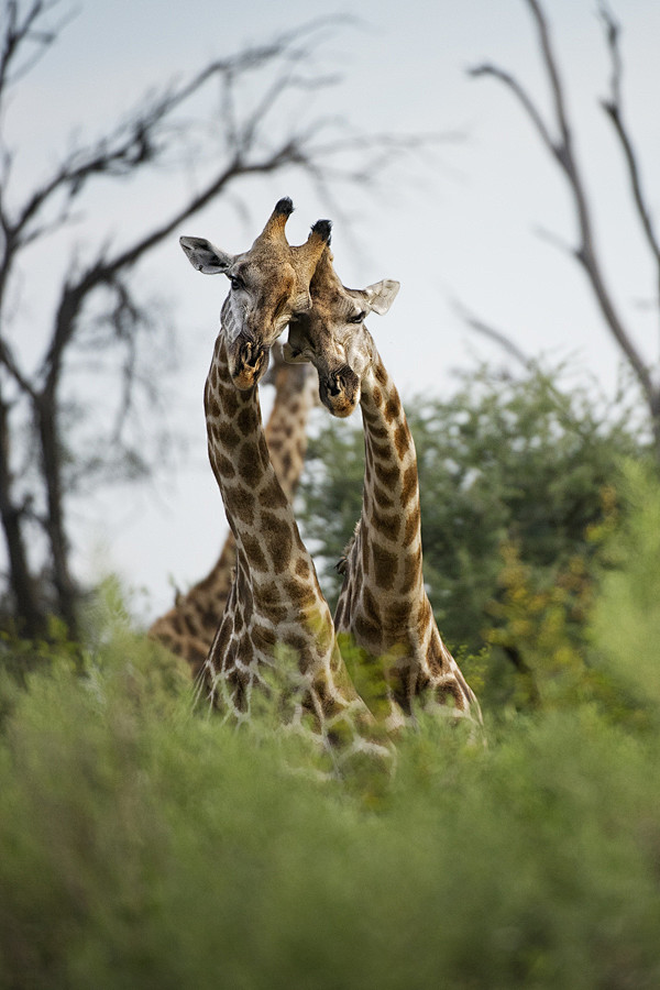 love by *alfred-geor...