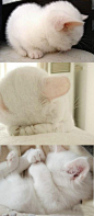 超可爱白猫，直接被萌倒在地了。