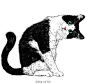 #LOFTER二次元# LOFTER插画师@阿科历险记 专业画猫一百年每一只喵星人都萌到不行，喜欢的话戳链接围观吧O网页链接