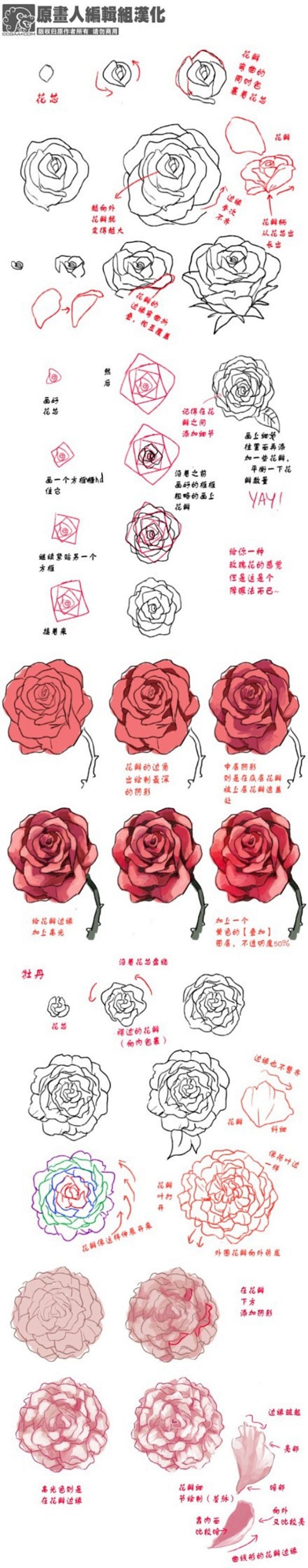 【玫瑰&牡丹】两种花的画法，注意两种花以...