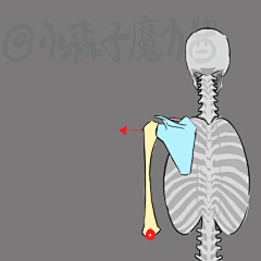 烟蒂内个酱采集到D【教程1】绘画基础教程 人体基础