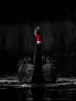 Black Swan