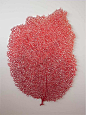 唯美小清新图片：美女艺术家Meredith Woolnough的叶脉刺绣作品。