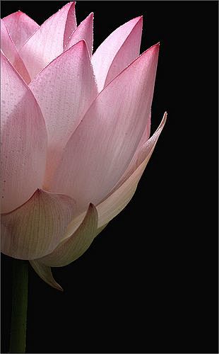 Lotus Flower - Lotus...