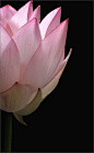 Lotus Flower - Lotus Petals - IMG_0769
