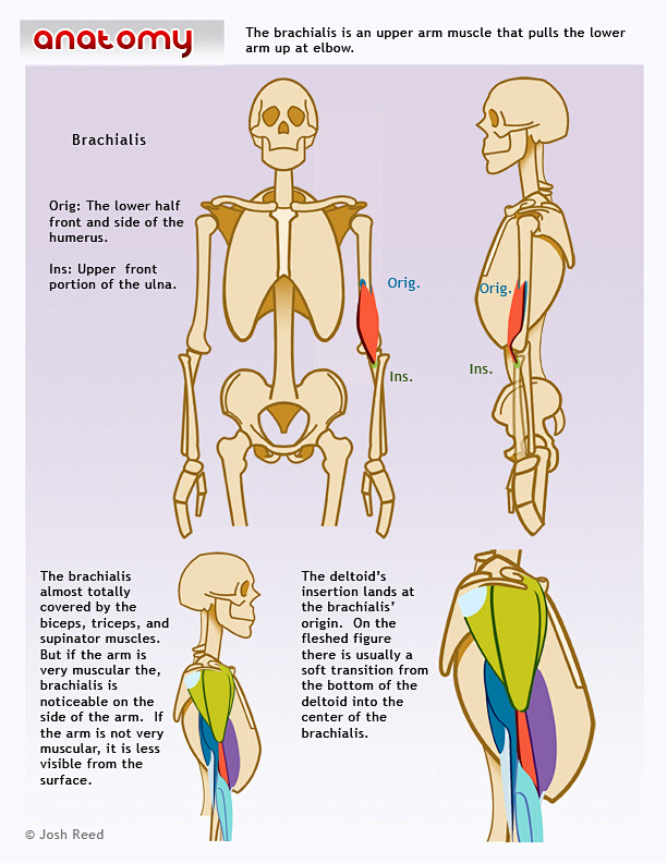 Brachialis