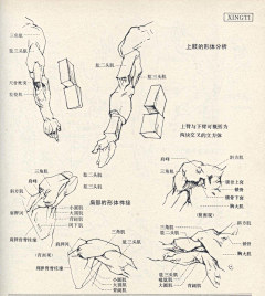 bbsx采集到绘画教学图