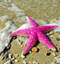 佛罗里达州西南部海滩发现这个异常美丽的粉红色海星。
