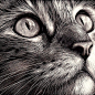 Cats face - scratchboard art - this artist must be really good - looks so realistic: 