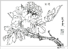 Diphylleia采集到【白描】