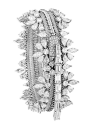 Diamond Zip Bracelet - converts to necklace - Van Cleef 