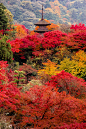 [德拉清水寺] 日本京都  德拉清水寺的秋色