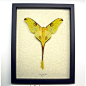 Argema Mittrei male Resting Pose Real Fairy Moon Moth by Butterfly-Designs