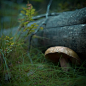 Photograph White mushroom by Dmitry Fedorov on 500px