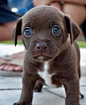 Puppy Blue Eyes | Cutest Paw