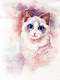 眼睛很美的水彩手绘猫咪