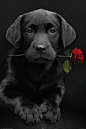 来自black lab pup | Color splash | Pinterest