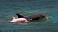 粉色の海豚