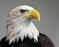 Bald Eagle Portrait by papatheo