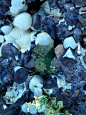 mineralia | mineralists: A rare specimen of Shattuckite as...