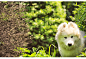 杭州 宠物摄影 宠物服装摄影 宠物用品摄影 - 稻糕D.G.宠物影像