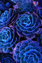 Malibu blue succulent...love the vibrancy of this color.