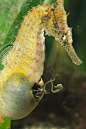 odditiesoflife: Male Seahorse Giving Birth | Sea Life