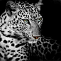 凶猛的豹子艺术写真高清图片