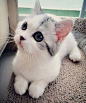 Cutest Cat with Black Eyes.: 