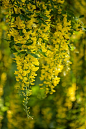 ~~Laburnum... by rosejones1uk~~