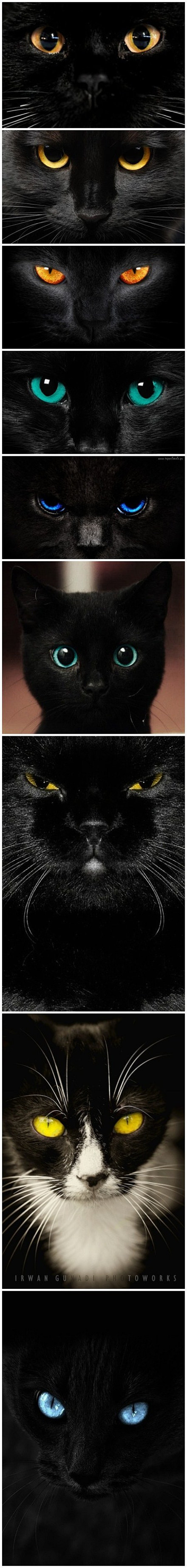 黑猫之眼！ #萌#