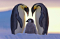 帝企鹅全家福，在南极威德尔海的阿特加湾拍摄。除了为了自己的生存与严酷的环境抗争外，帝企鹅还要保护它们的孩子。